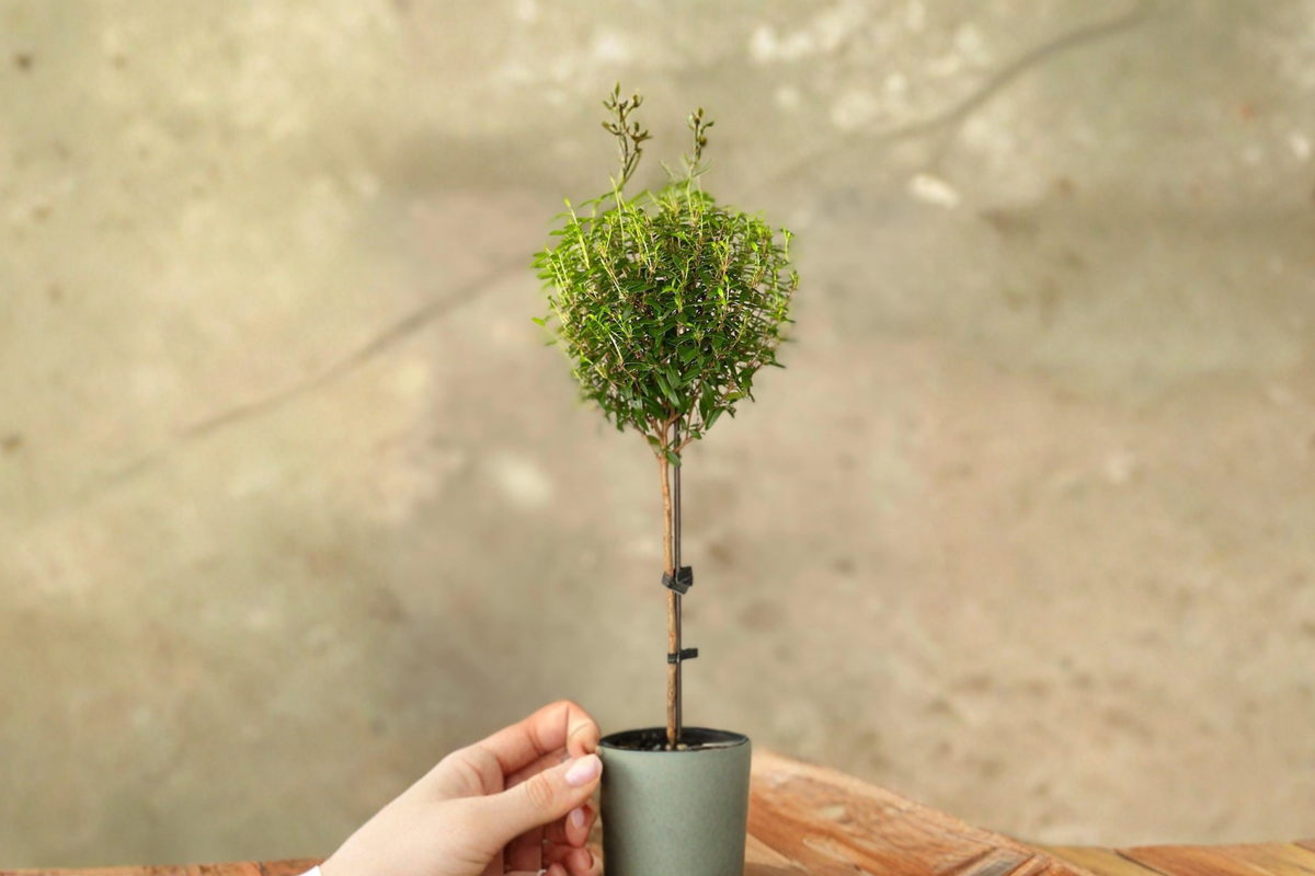Myrtle Topiary Live Plant - Rooted Starter Plant Bonsai Houseplant