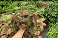 Episcia Pink Panther - 2 Live Plants in 6-Inch Hanging Baskets