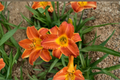 Bright Sunset Daylily Bare Root Plants (3) - Hemerocallis ‘Bright Sunset’