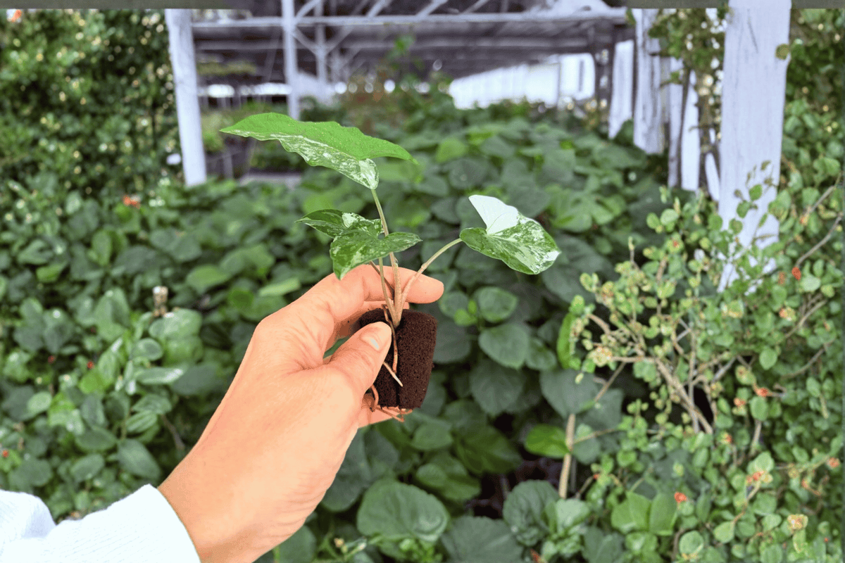 Syngonium Albo Variegatum Starter Plants (2) – Live 2-Inch Pots