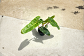 Philodendron Billietiae Live Plant in 4 Inch Pot | Orange Stem, Green Leaves