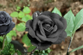 Dark Purple Rose Seeds - 30 Seed Pack | Rare English-Style Rose for Ornamental Garden