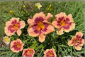 Daylily Joe Marinello — 3 Bare Root Plants | Hemerocallis Red Bloom, Summer
