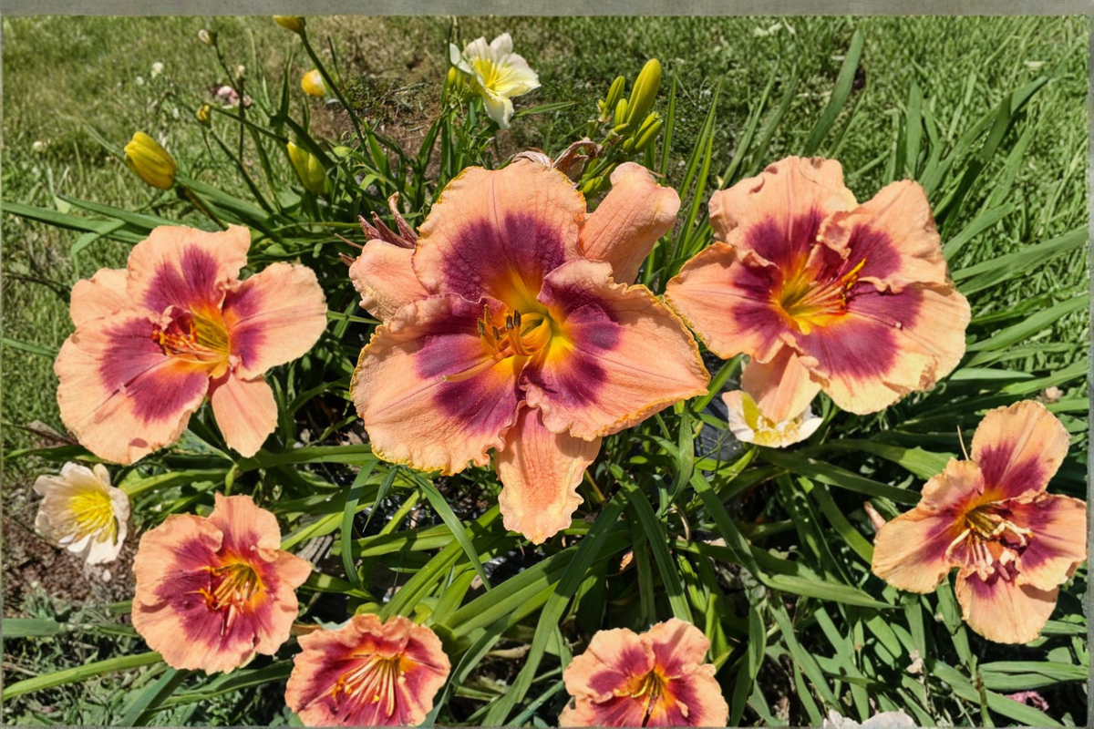 Daylily Joe Marinello — 3 Bare Root Plants | Hemerocallis Red Bloom, Summer