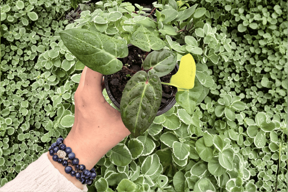 Anthurium Legend x Guna Yala Hybrid - 2 Live Plants in 4-Inch Pots