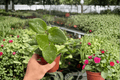 Hoya Parasitica Splash Live Plants - 4-Inch Pots (2 Pack)