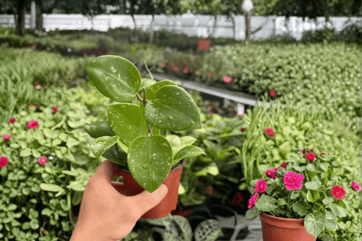 Hoya Parasitica Splash Live Plants - 4-Inch Pots (2 Pack)