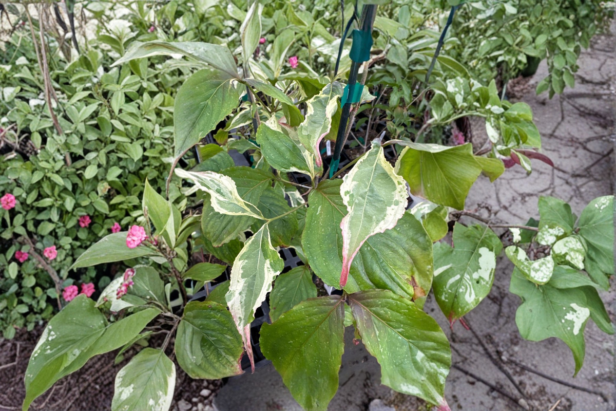 Summer Games Kousa Dogwood Live Plant – 12-Inch, 1-Year Grafted Cornus kousa