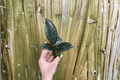 Ficus elastica Burgundy Starter Live Plants (2) | Burgundy Rubber Tree