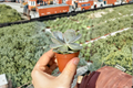 Echeveria Lilacina Ghost Echeveria - Starter Plant or Rooted Cutting