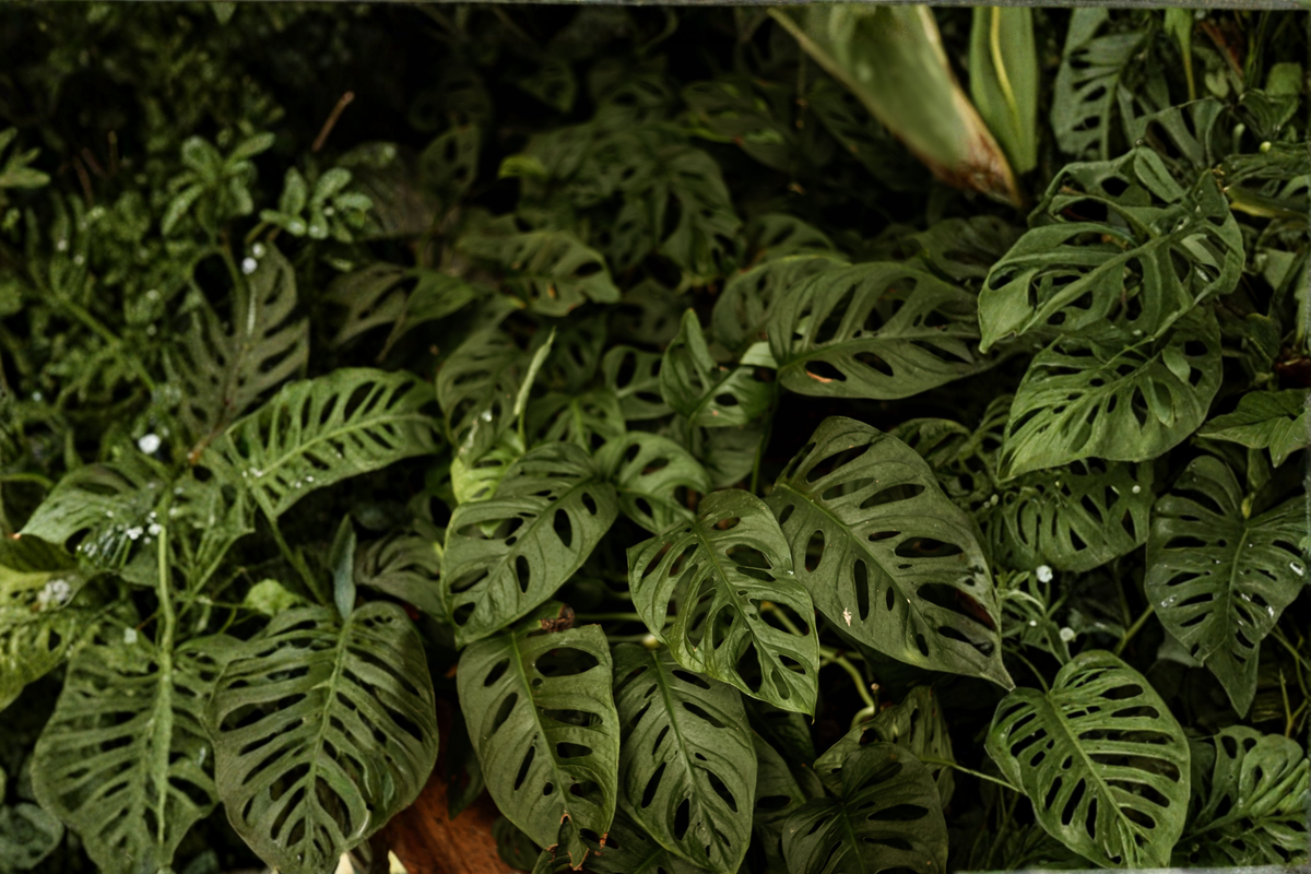 Monstera Obliqua Expilata - 2 Rooted Starter Plants in 1 Qt Pot