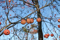 American Persimmon Tree (Diospyros virginiana) - 3 Gallon Live Plant