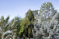 Aarburg Weeping Norway Spruce - Picea abies ‘Aarburg’ 1 Gallon Live Plant