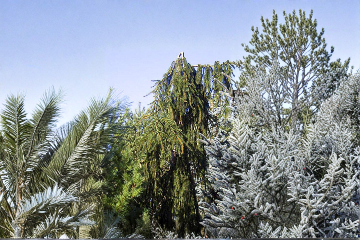 Aarburg Weeping Norway Spruce - Picea abies ‘Aarburg’ 1 Gallon Live Plant