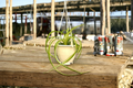 Bonnie Spider Plant (Chlorophytum comosum ‘Bonnie’) - 4.5-Inch Pot, Live Curly Trailing Plant