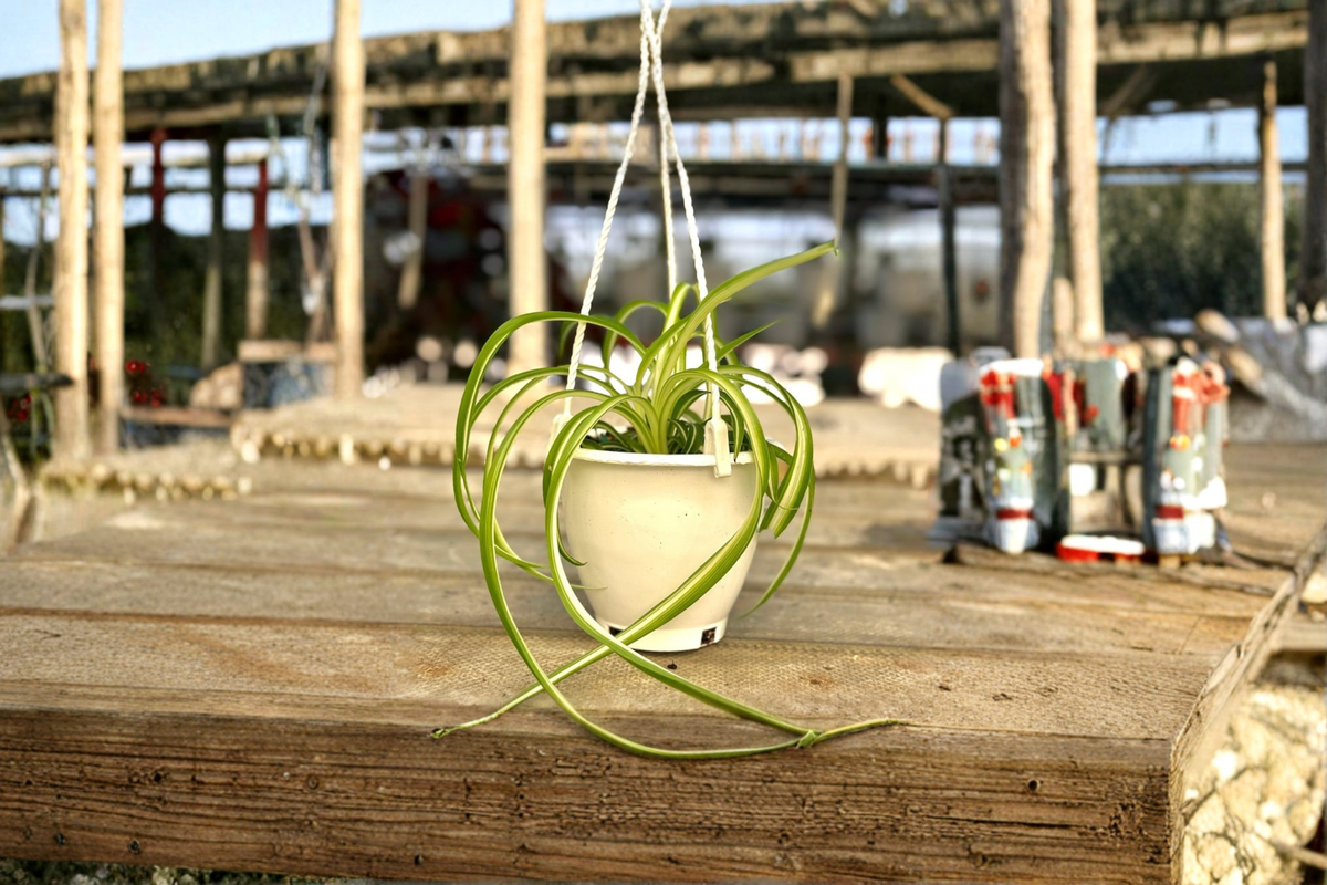 Bonnie Spider Plant (Chlorophytum comosum ‘Bonnie’) - 4.5-Inch Pot, Live Curly Trailing Plant