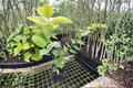 Monto Littleleaf Linden (Tilia cordata ‘Monto’) - 8-Inch Live Plant in 4-Inch Pot