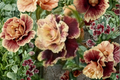 English Chocolate Rose Seeds - 30 Pack, Rare Chocolate-Brown Blooms