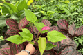Anthurium Million Flowers Red Starter Plants - 2 Live Starter Plants, 2" Pots