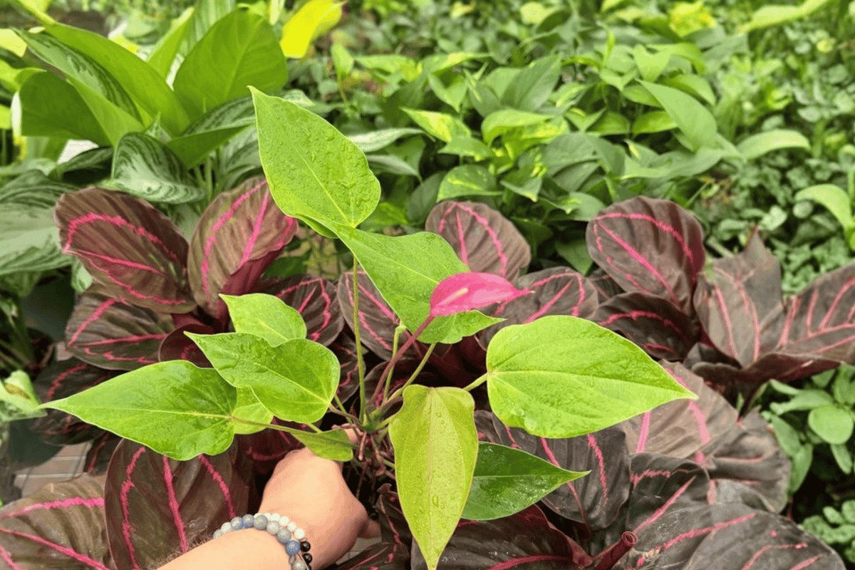 Anthurium Million Flowers Red Starter Plants - 2 Live Starter Plants, 2" Pots