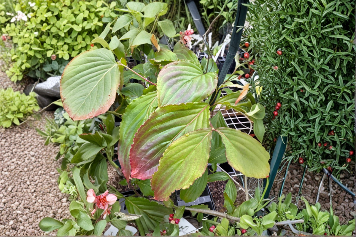 Beni Fuji Flowering Dogwood (Cornus florida) - 12 Inch Live Grafted Plant