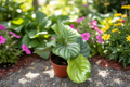 Calathea Orbifolia Rooted Starter Plant | 3-Inch Pot, Indoor Tropical Prayer Plant