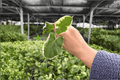 Alocasia Mickey Mouse 2 Starter Plants - Variegated Xanthosoma Sagittifolium ‘Variegatum’