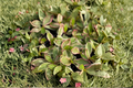 Peperomia Ginny - Variegated Peperomia Live Plant in 2-Inch Pot