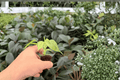 Philodendron Burle Marx Variegated Starter Plants (2) in Plugs | Live Plant