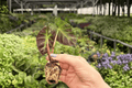 Alocasia Balloon Heart Starter Plants - 2 Live Upright Rhizomatous Alocasia Balloon Heart