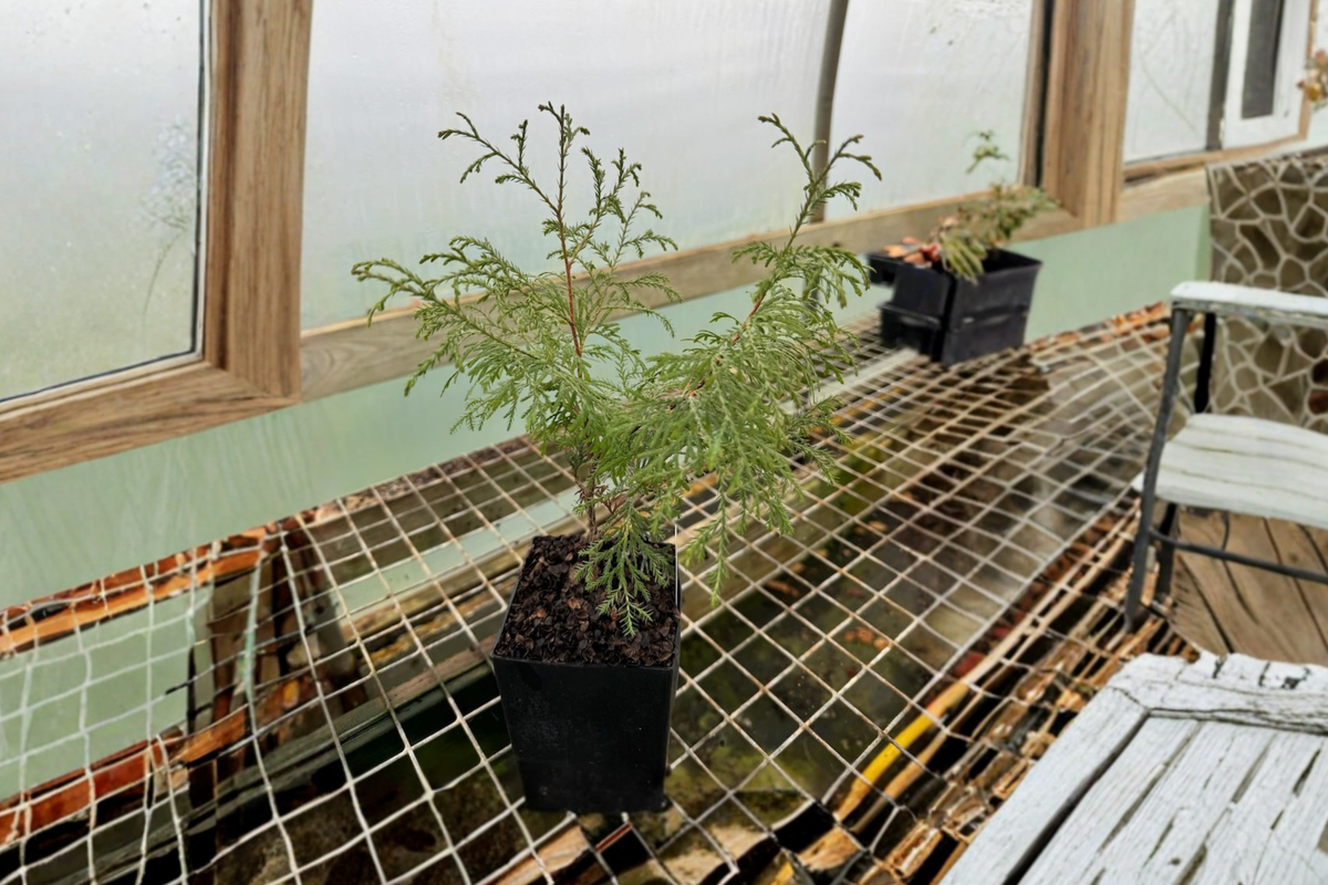 Arborvitae Ellwangeriana (Thuja occidentalis) | Quart Pot Live Plant