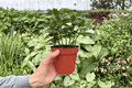 Nematanthus Tropicana Goldfish Plant (2 Live Plants) - 4-Inch Pots