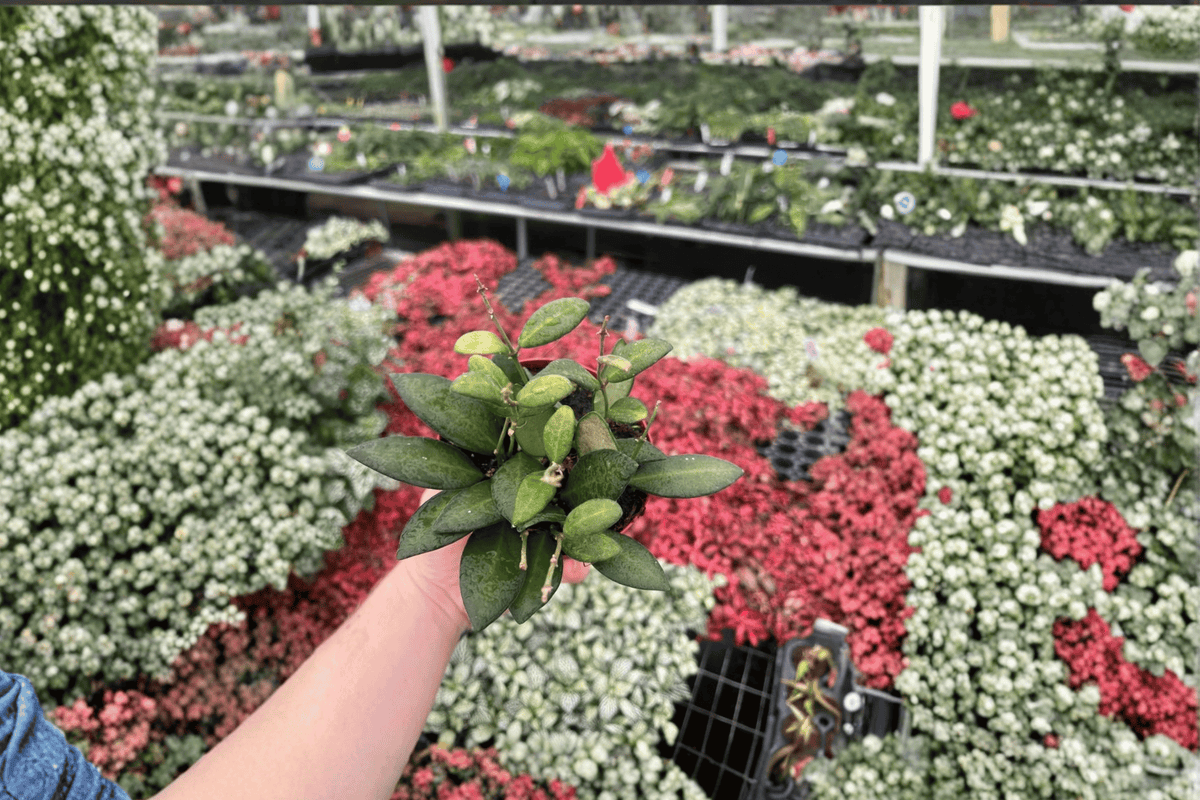 Hoya Bilobata - 2 Live Plants in 4-Inch Pots (Hoya bilobata)
