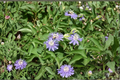 Passiflora caerulea Blue Passionflower Live Starter Plant – Rooted 5 Inch, 2.5 Inch Pot
