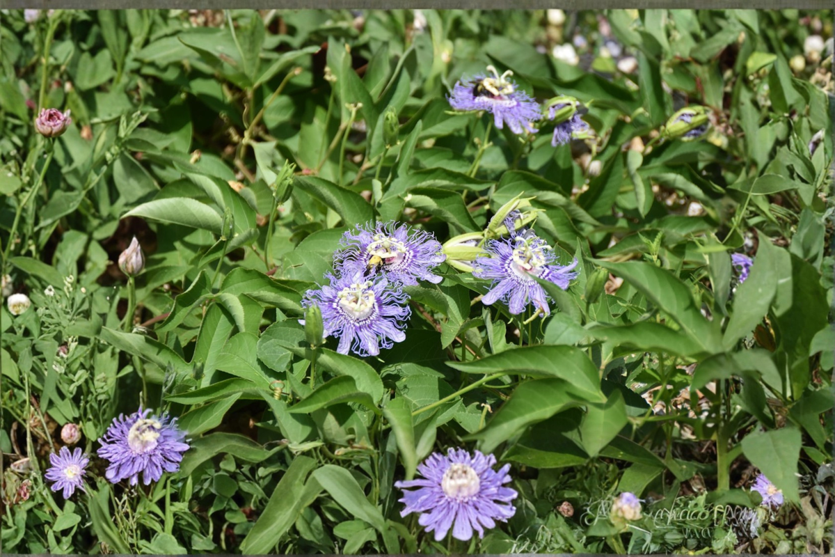 Passiflora caerulea Blue Passionflower Live Starter Plant – Rooted 5 Inch, 2.5 Inch Pot