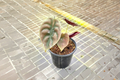 Alocasia Red Secret (Alocasia cuprea) Elephant Ear - 4 Inch Rooted Live Plant