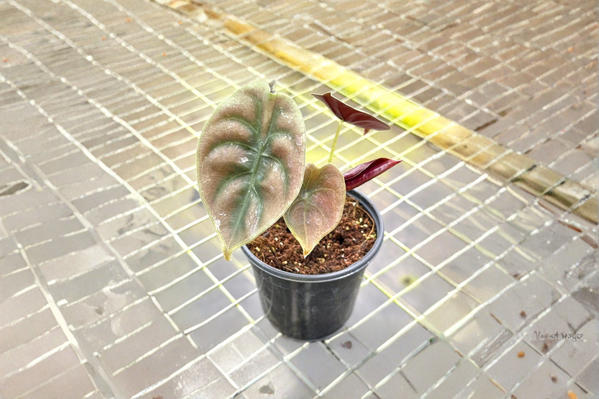 Alocasia Red Secret (Alocasia cuprea) Elephant Ear - 4 Inch Rooted Live Plant