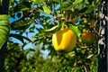 Dorsett Golden Apple Tree - Grafted, Self-Pollinating, Ready to Plant