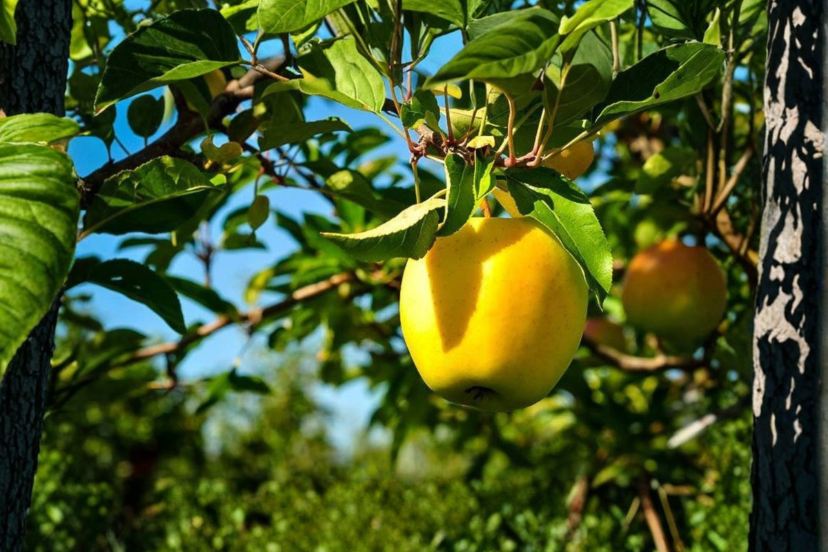 Dorsett Golden Apple Tree - Grafted, Self-Pollinating, Ready to Plant