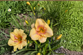 Daylily Summer Blush Bare Root - 3 Plants | Hemerocallis Perennial Pink Blooms