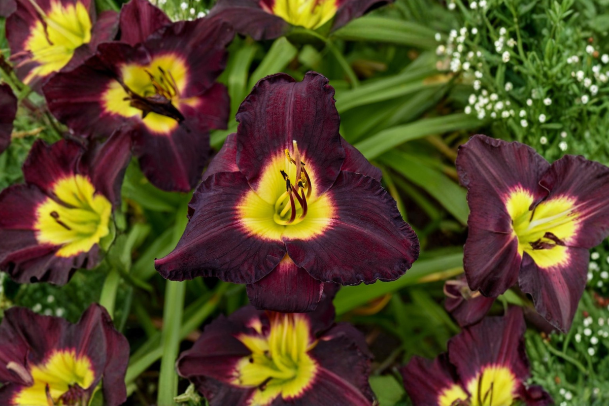 Bela Lugosi Daylily Bare Root Plants (3) Hemerocallis Bela Lugosi