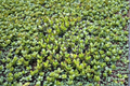 Crassula Ovata Jade Plant Starter Plant or Rooted Cutting | Live Succulent Bonsai