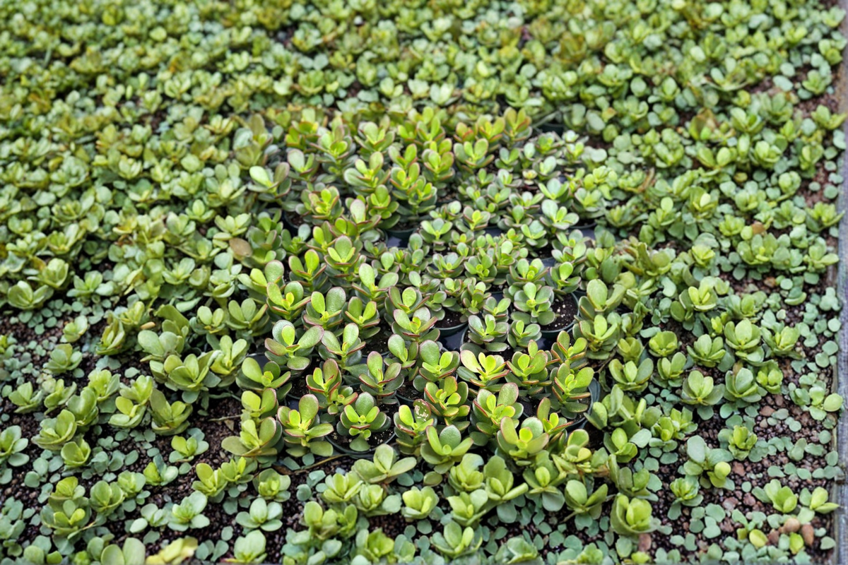 Crassula Ovata Jade Plant Starter Plant or Rooted Cutting | Live Succulent Bonsai