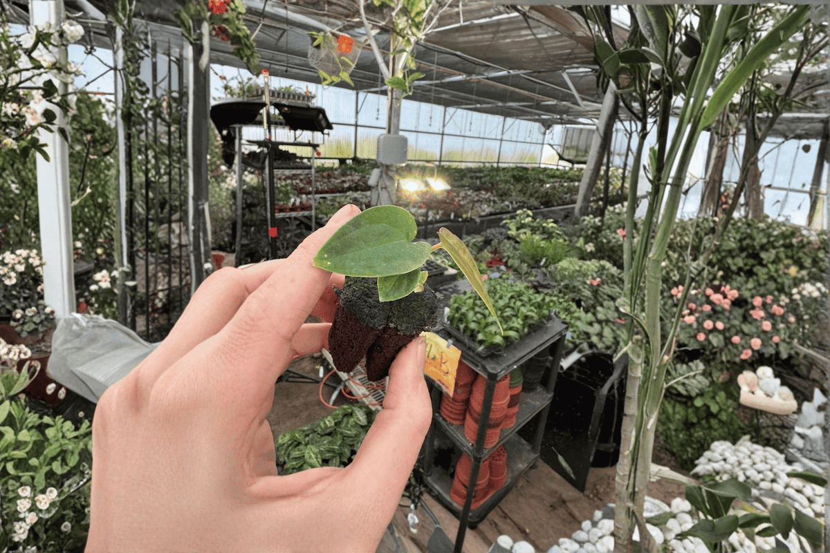 Anthurium Guna Yala × Black Velvet Eastern Panama Starter Plants (2) – Bare Root