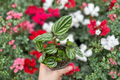 Peperomia Ecuador Starter Live Plant - Rooted 3-Inch Pot Ready