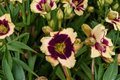 Blackthorne Daylily (Hemerocallis ‘Blackthorne’) Bare Root - 3 Plants
