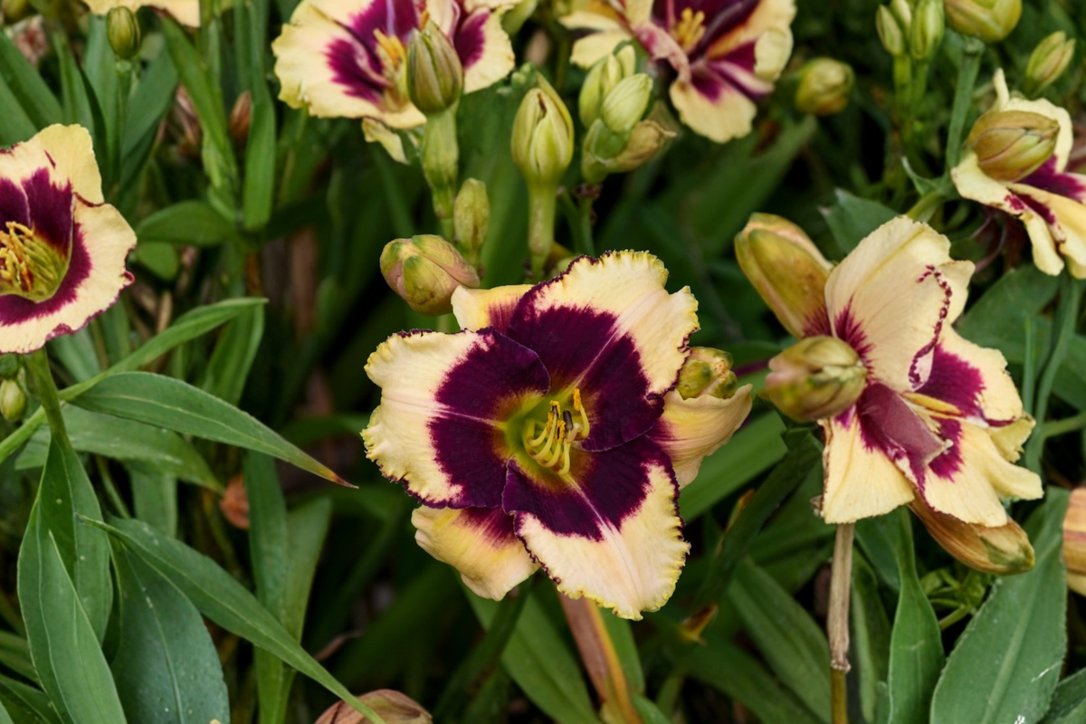 Blackthorne Daylily (Hemerocallis ‘Blackthorne’) Bare Root - 3 Plants