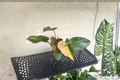 Philodendron Orange Princess - 4" Rooted Live Plant | Variegated Marble Galaxy Philodendron