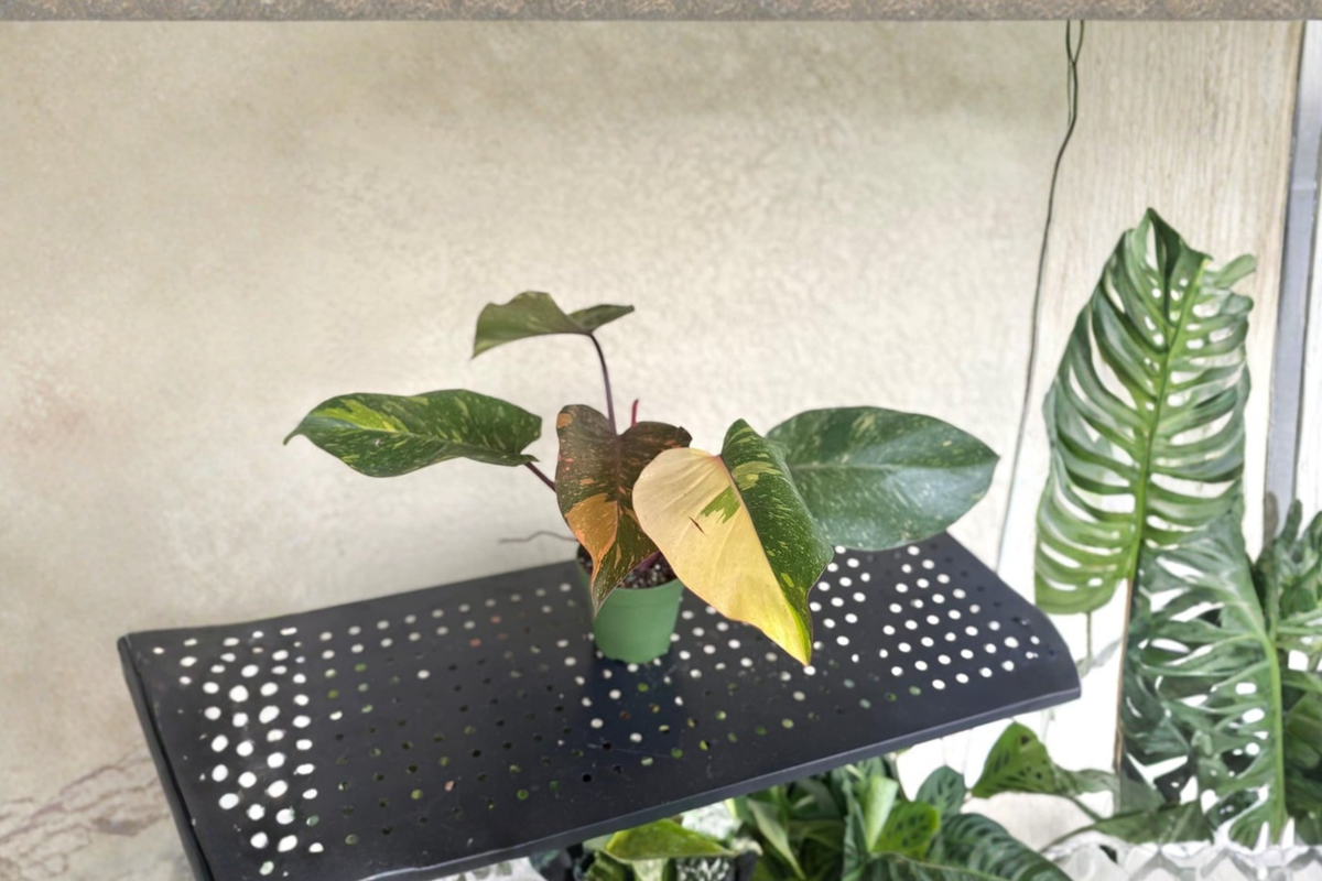 Philodendron Orange Princess - 4" Rooted Live Plant | Variegated Marble Galaxy Philodendron