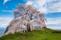 Weeping Cherry Tree Seeds – 6 Fresh Seeds for Ornamental Planting